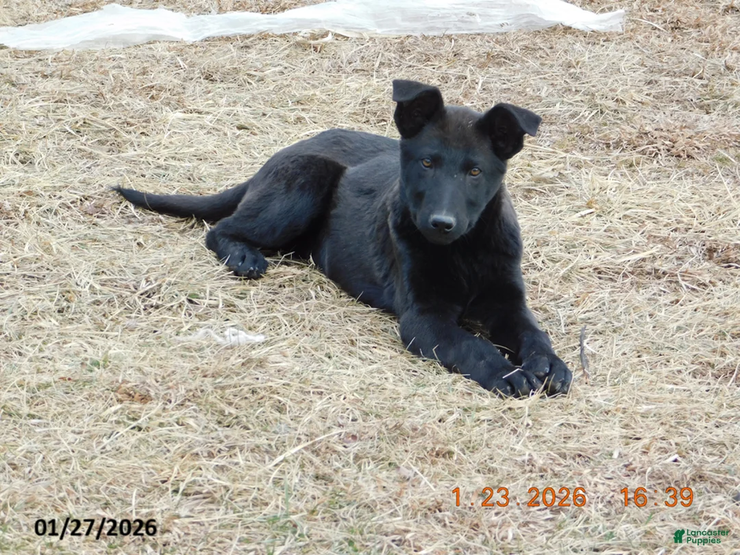 German Shepherd dogs for sale: Fido - Ad 1