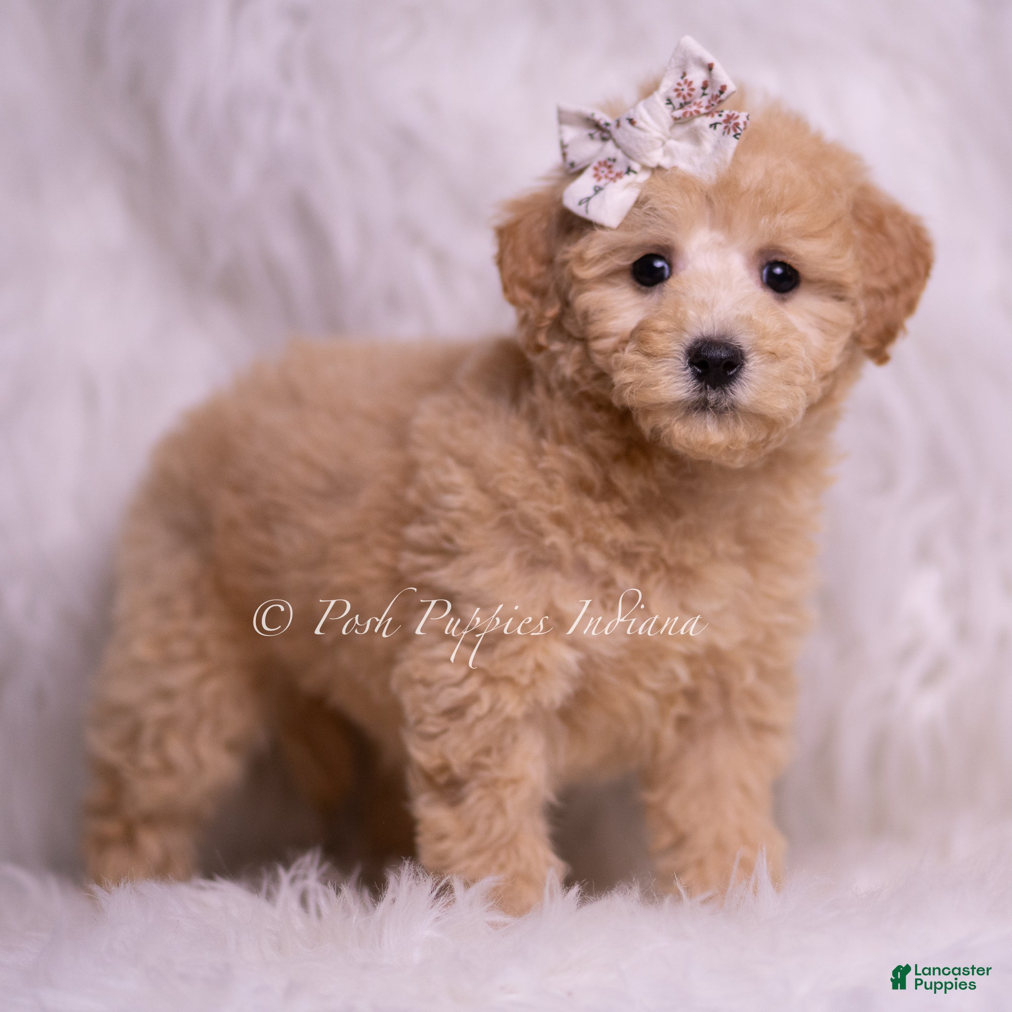 Mini Goldendoodle dogs Clover - Ad 19