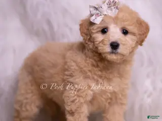 Mini Goldendoodle dogs Clover - Ad 19