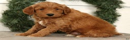 Mini Goldendoodle dogs for sale: Sarge - Ad 7