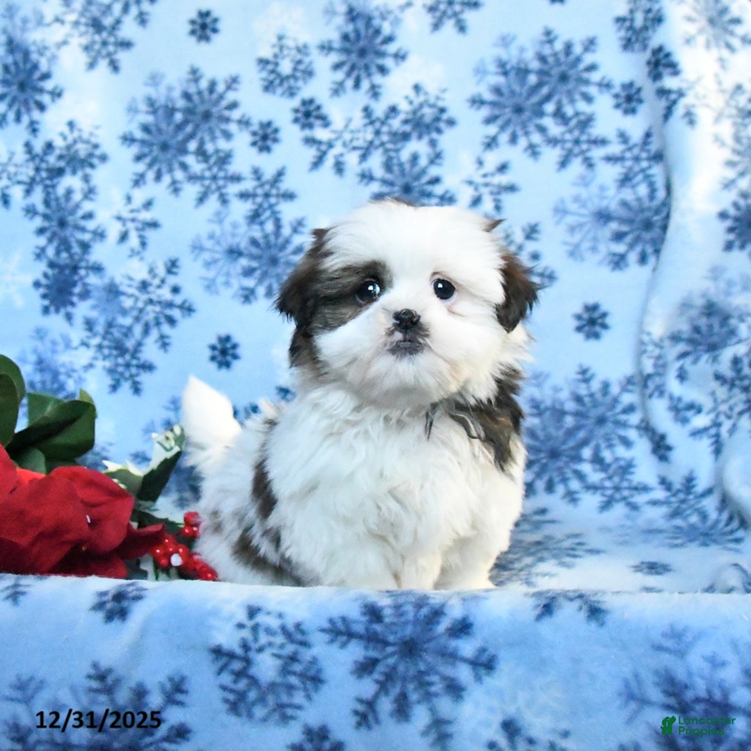 Shih Tzu dogs for sale: Fudge - Ad 1