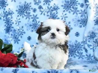 Shih Tzu dogs for sale: Fudge - Ad 1
