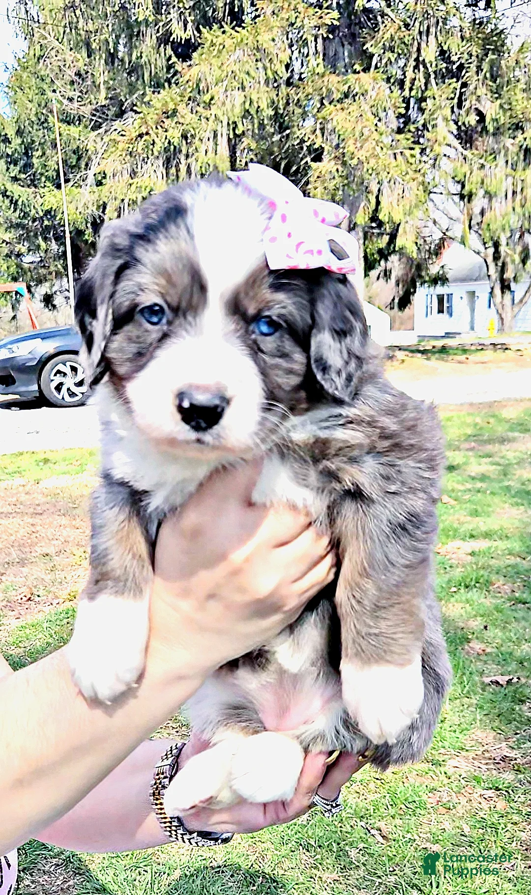 Mini Bernedoodle dogs for sale: Mini Bernedoodle Puppy 3 - Ad 1