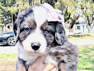 Mini Bernedoodle dogs Mini Bernedoodle Puppy 3 - Ad 2