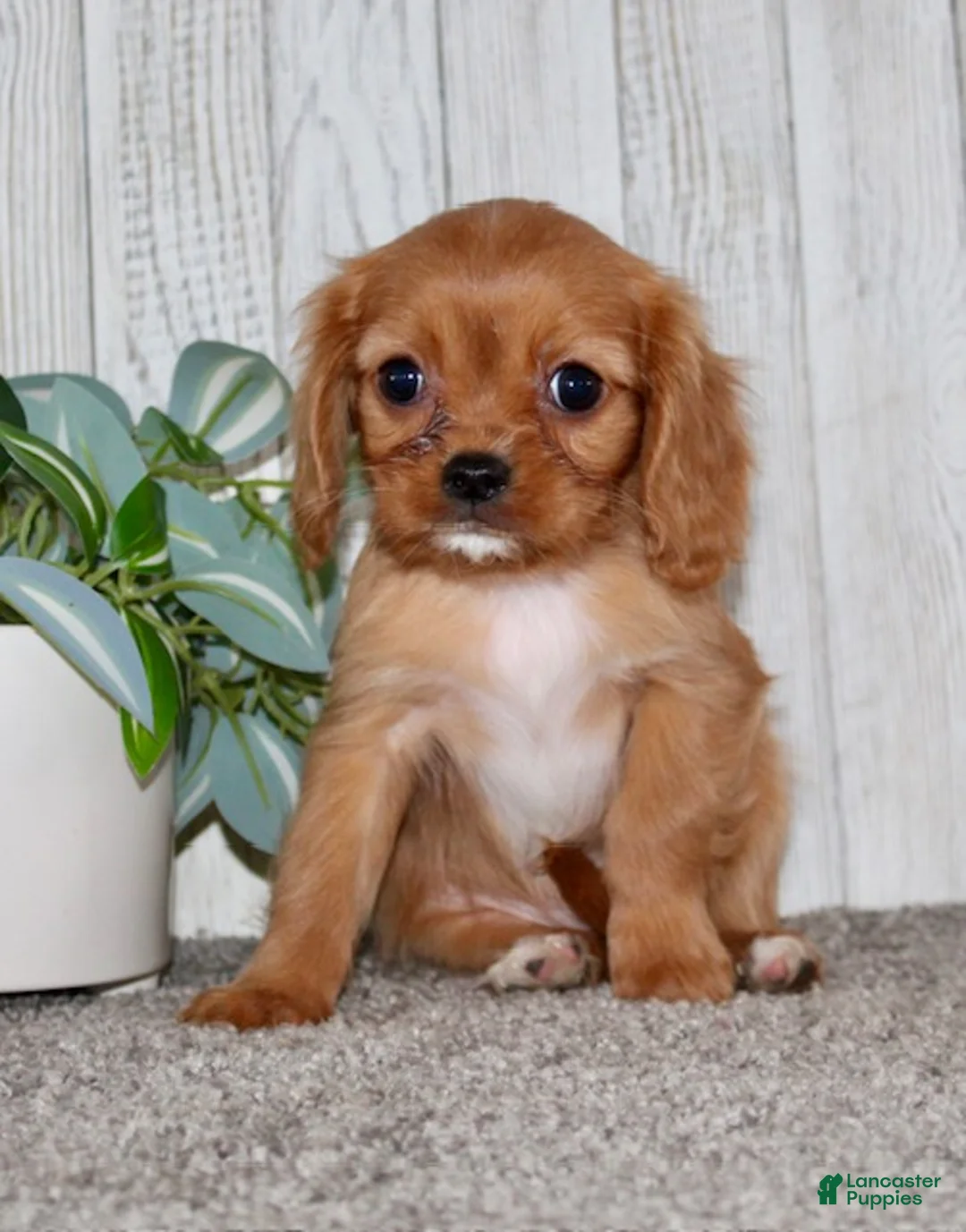 Cavapoo dogs for sale: Elsa - Ad 2