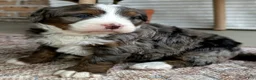 Bernedoodle dogs for sale: Sophie  - Ad 5