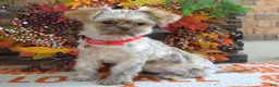 Shih Tzu dogs for sale: Riley - Ad 2