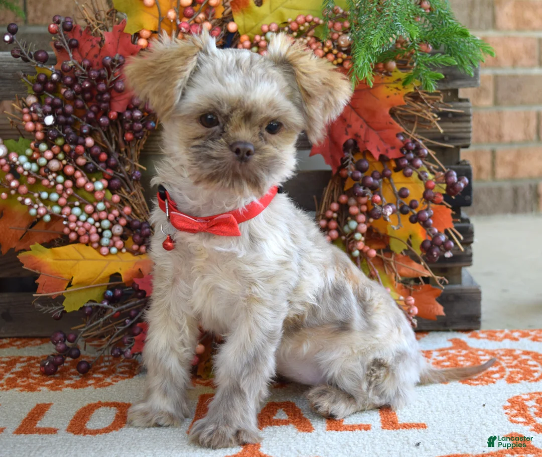 Shih Tzu dogs for sale: Riley - Ad 2