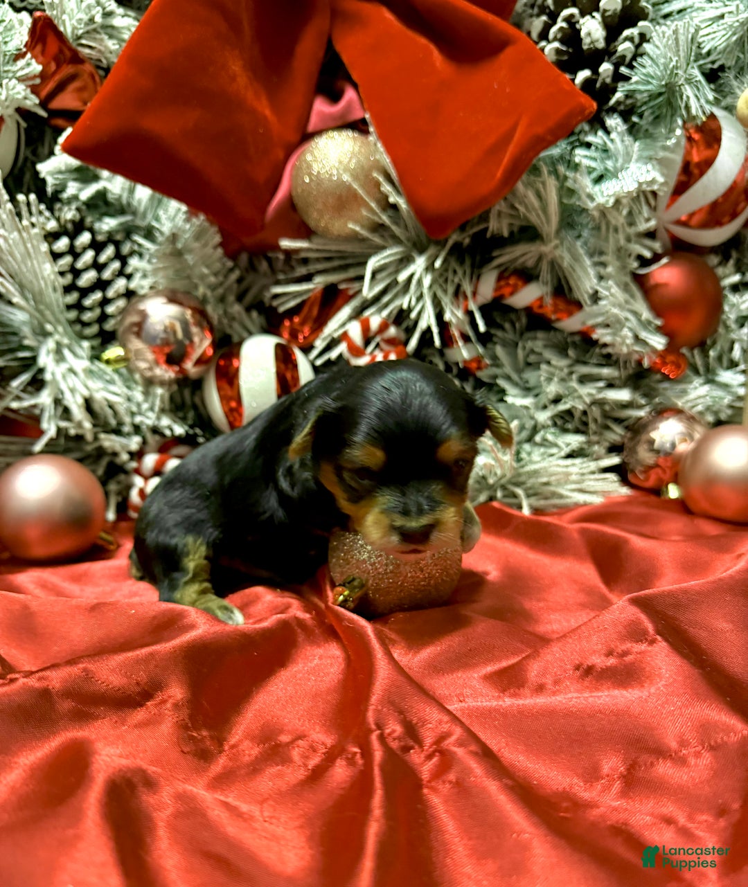 Yorkshire Terrier dogs for sale: Fettuccine  - Ad 19