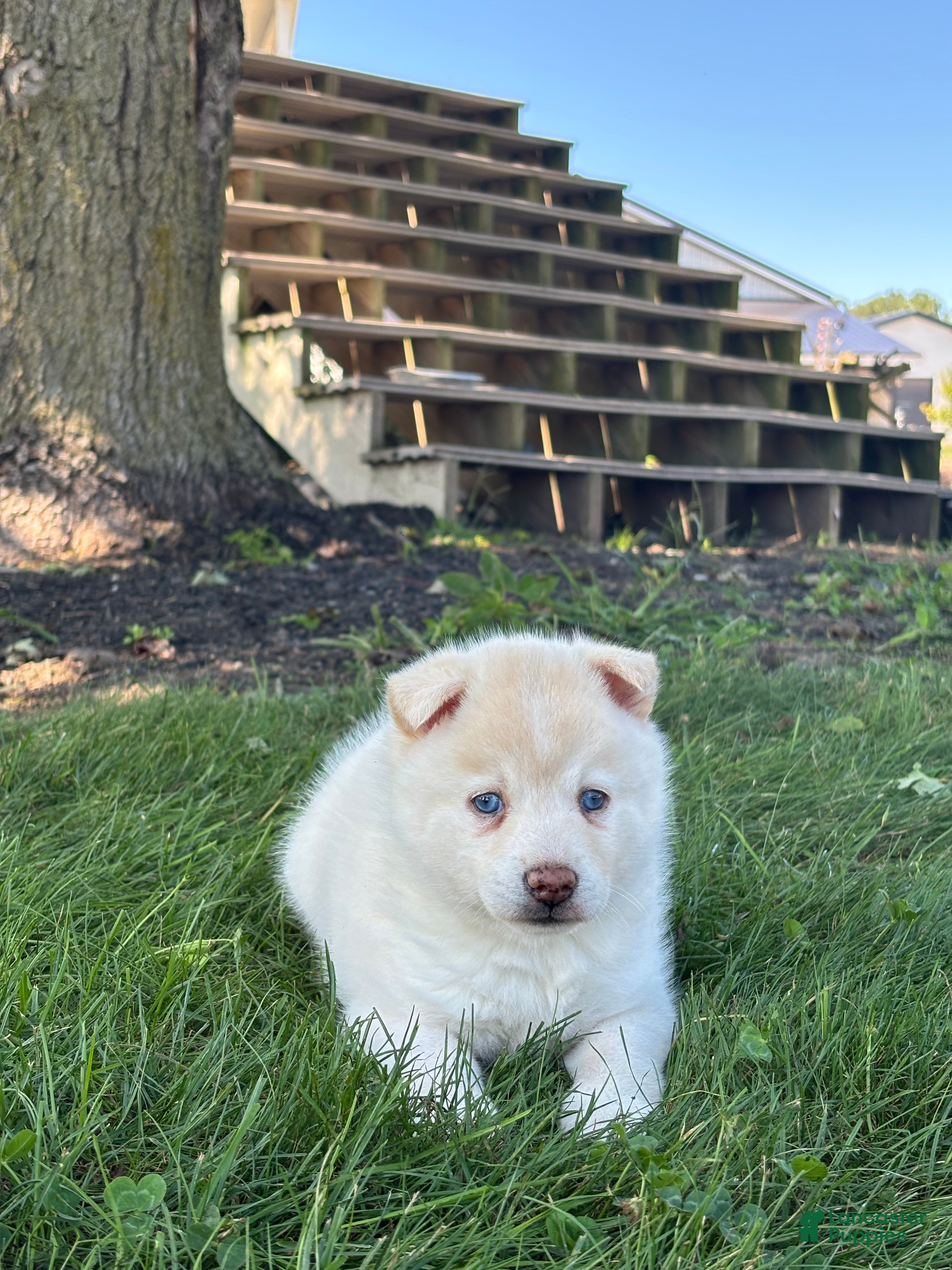 Pomsky dogs Milo - Ad 2