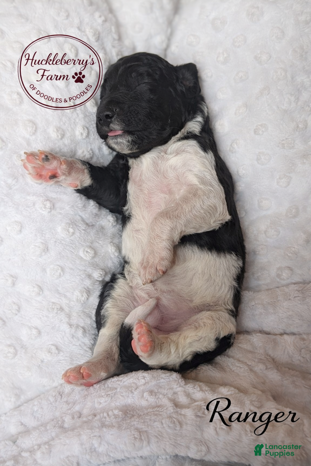 Goldendoodle dogs for sale: Ranger F1B  - Ad 2