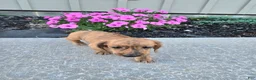 Miniature Dachshund dogs for sale: Fritz - Ad 3