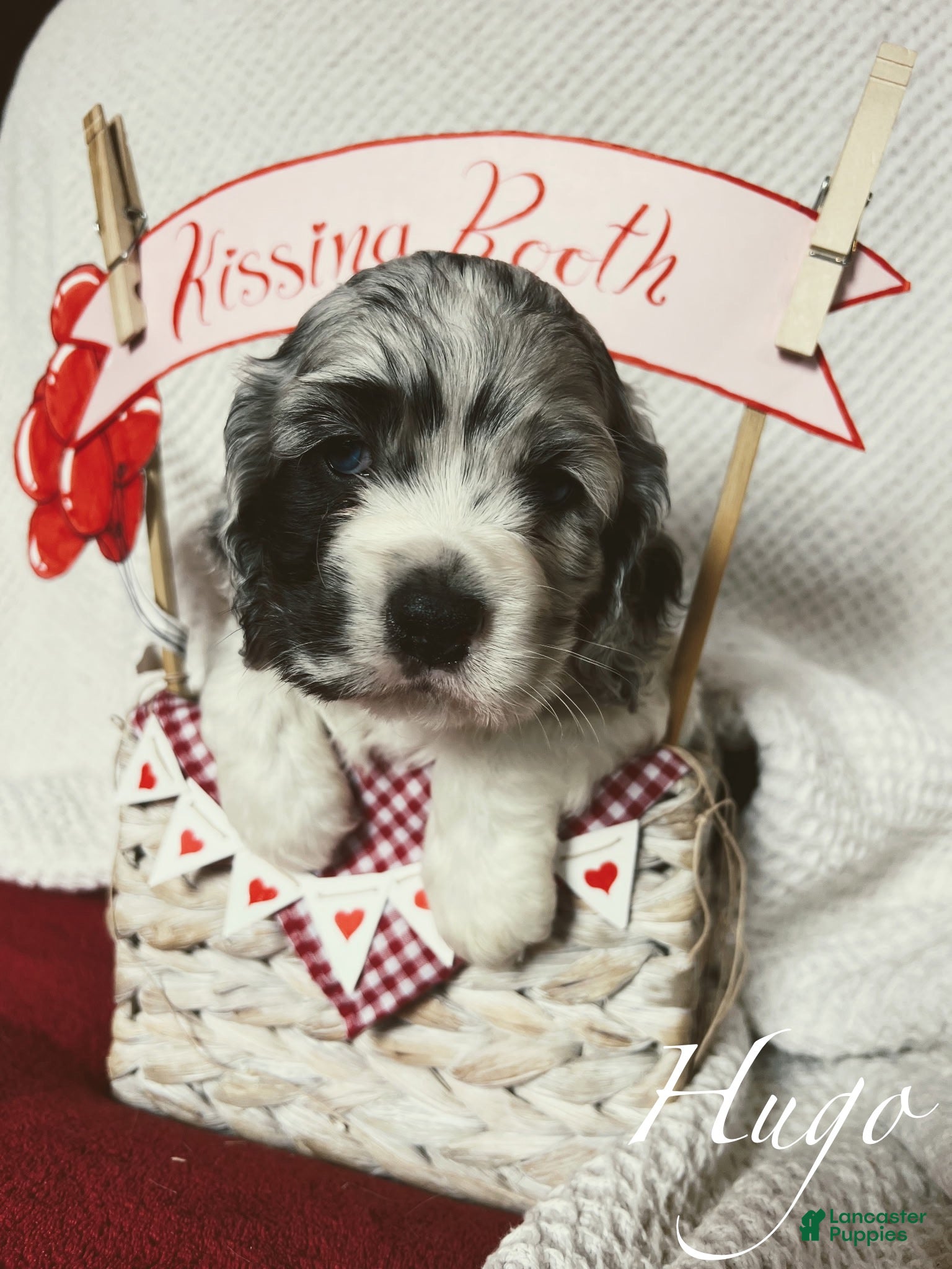 Cocker Spaniel dogs Hugo - Ad 36