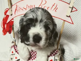 Cocker Spaniel dogs Hugo - Ad 36