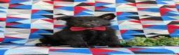 German Shepherd dogs for sale: Maxfield - Ad 5