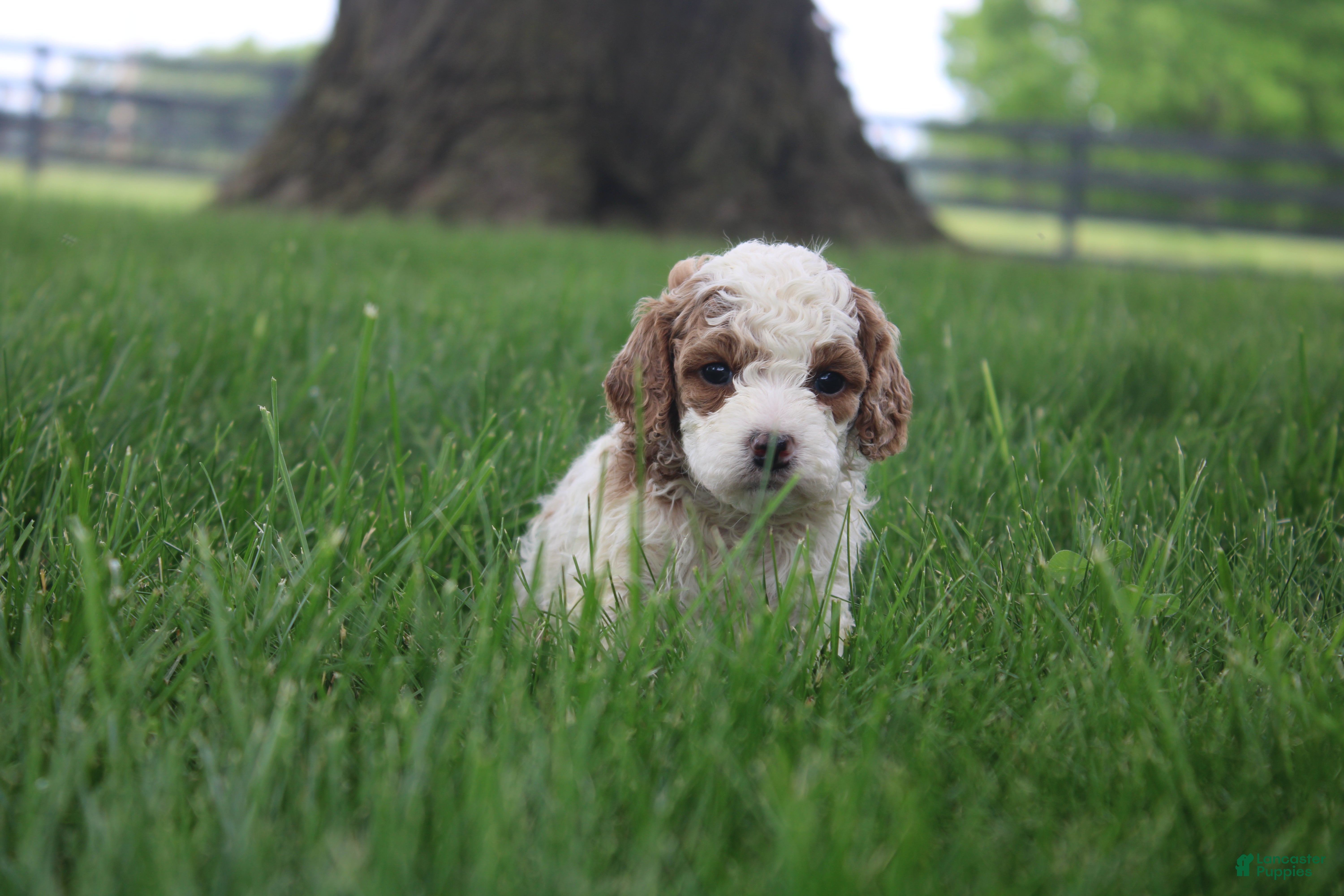 Mini Goldendoodle dogs Ranye  - Ad 2