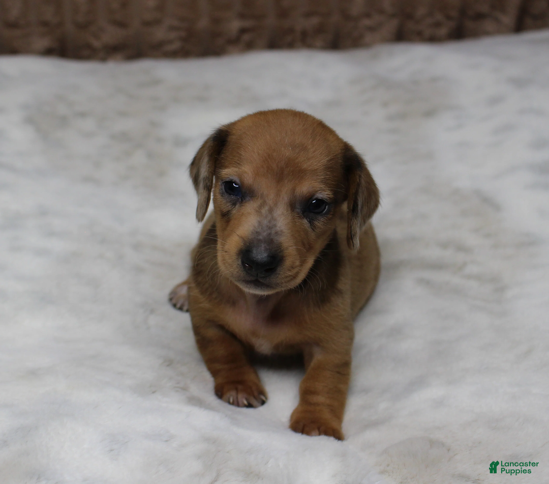 Miniature Dachshund dogs for sale: Luna  - Ad 1