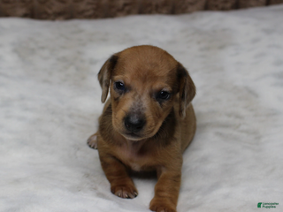 Miniature Dachshund dogs Luna - Ad 15