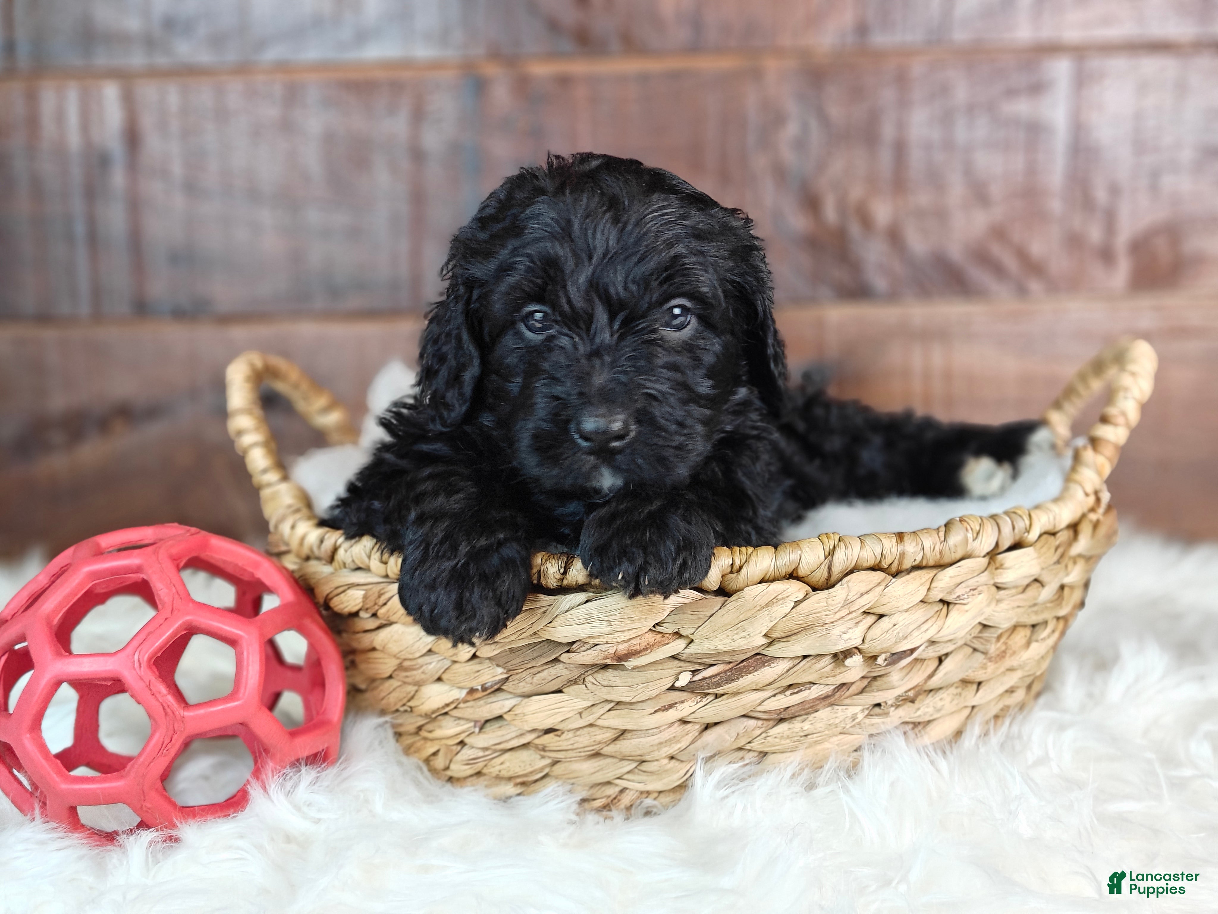 Bernedoodle dogs Espresso  - Ad 2
