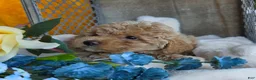 Toy Poodle dogs for sale: Sandy - Ad 7