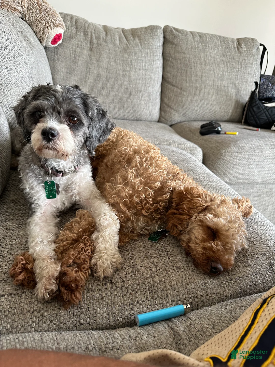 Cavapoo dogs for sale: Princess  - Ad 2