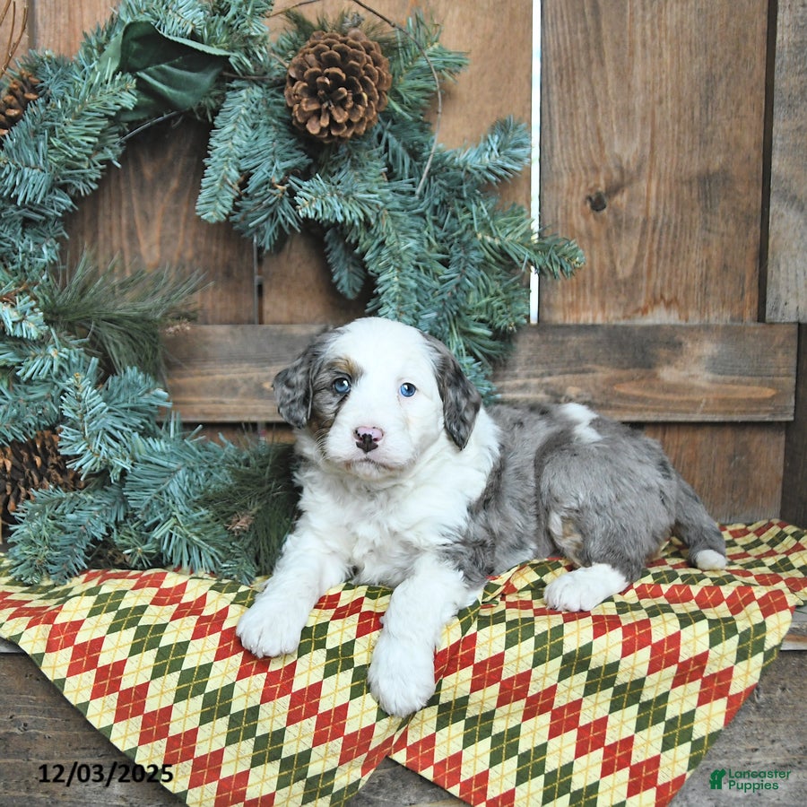 Mini Bernedoodle dogs Cooper - Ad 24