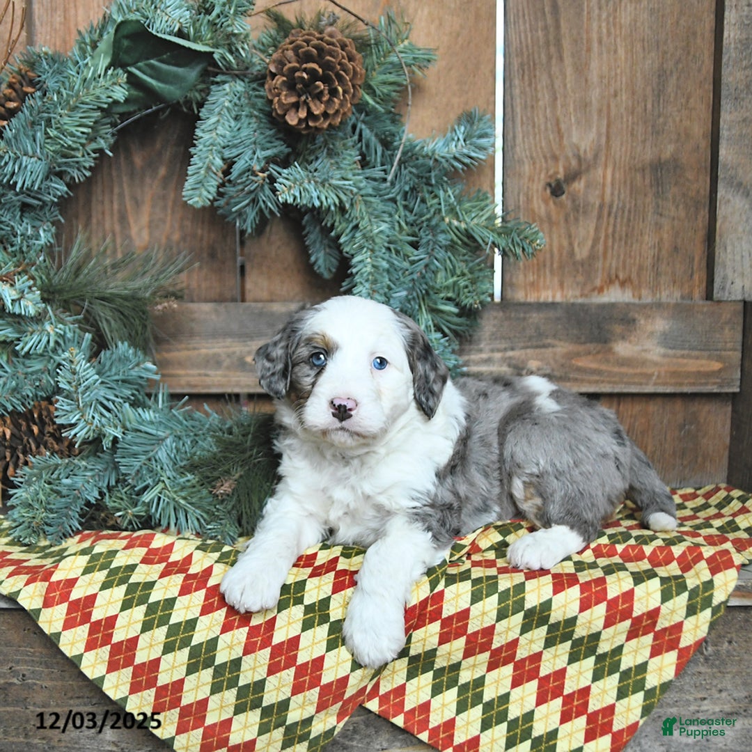 Mini Bernedoodle dogs for sale: Cooper - Ad 1