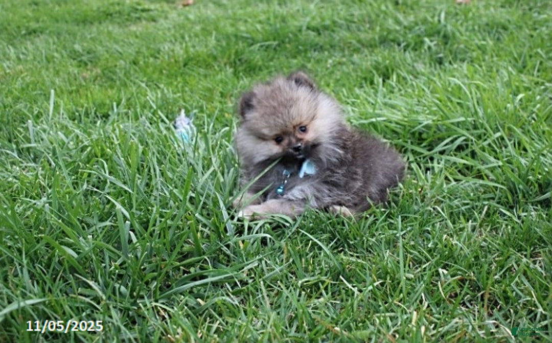 Pomeranian dogs for sale: Major - Ad 22