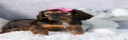 Miniature Dachshund dogs for sale: Fiona - Ad 15