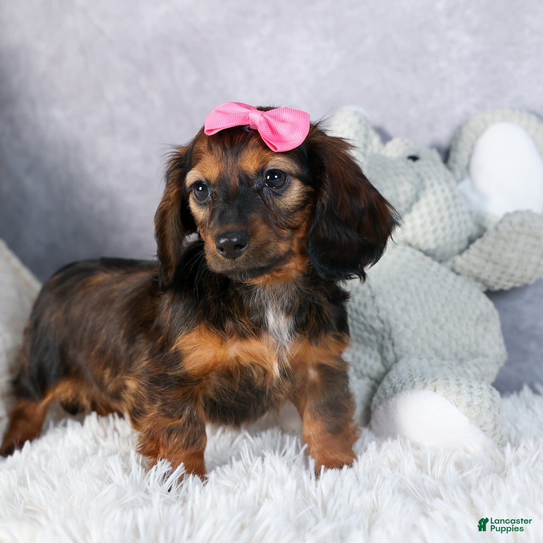 Miniature Dachshund dogs for sale: Fiona - Ad 15