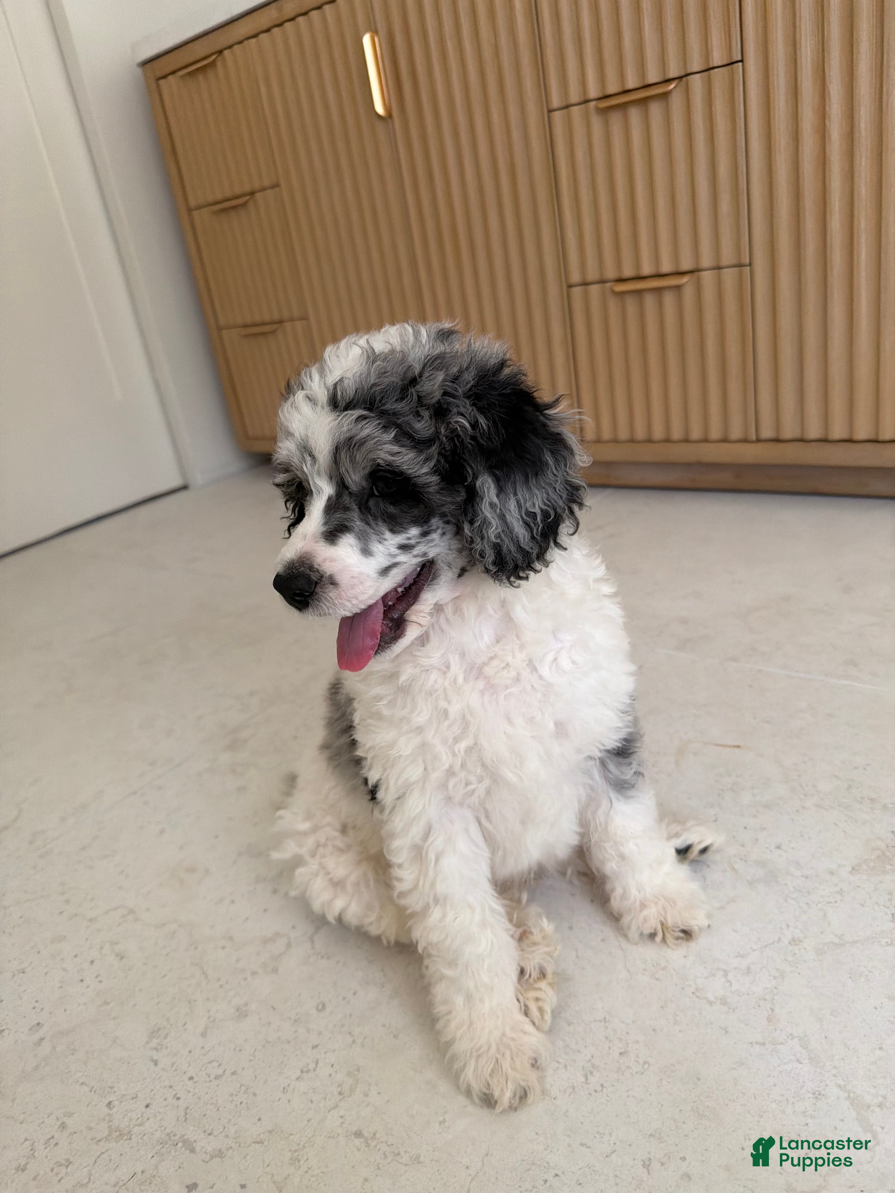 Miniature Poodle dogs Goose  - Ad 1