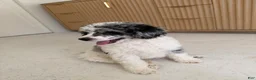 Miniature Poodle dogs for sale: Goose  - Ad 1
