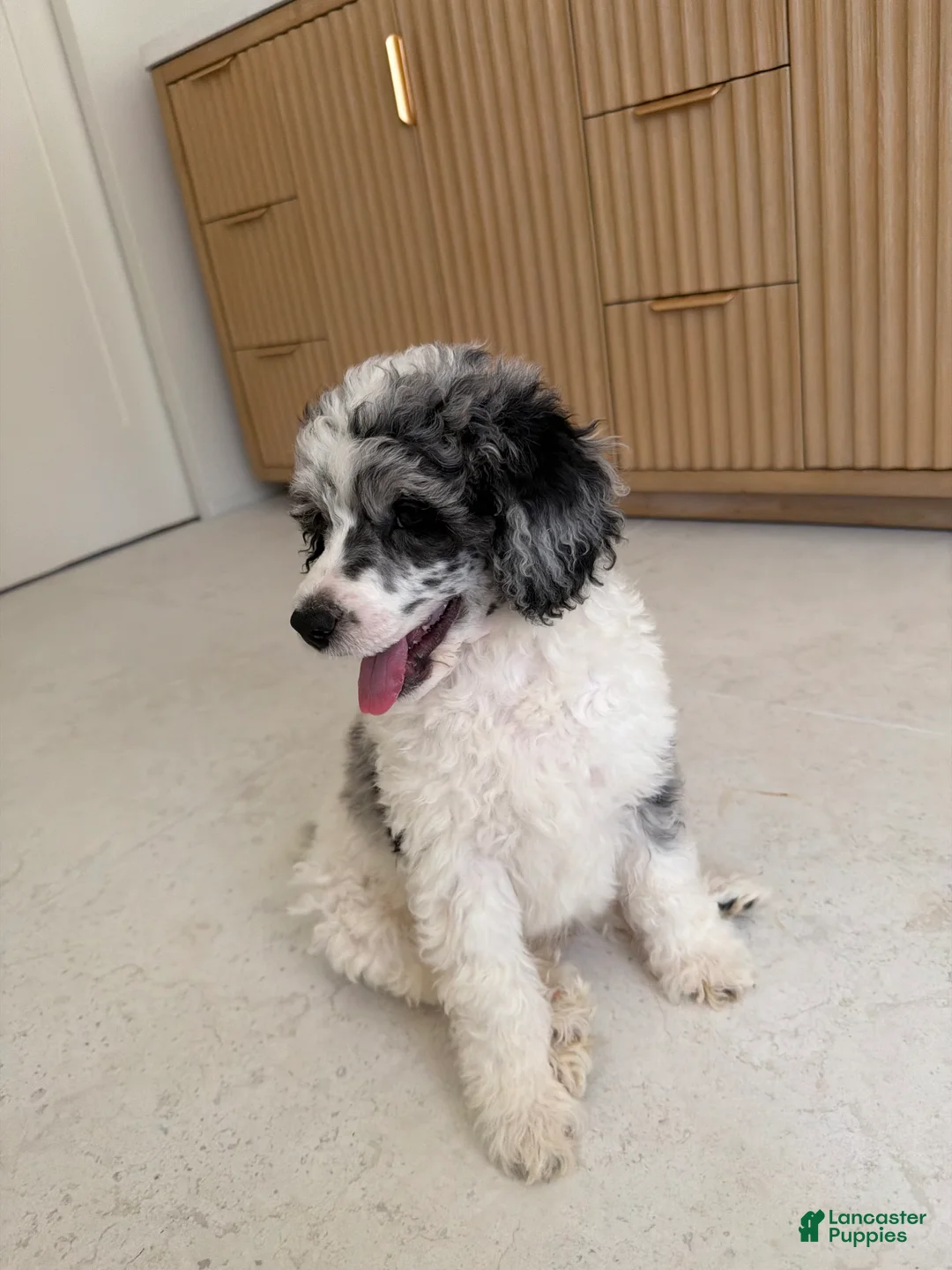 Miniature Poodle dogs for sale: Goose  - Ad 1