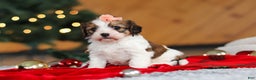 Cavachon dogs for sale: Dixie  - Ad 2