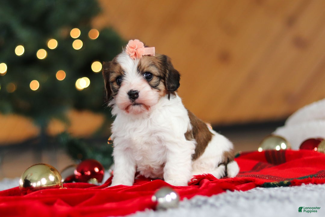 Cavachon dogs for sale: Dixie  - Ad 2