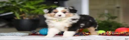 Australian Shepherd dogs for sale: Dreamer - Ad 4