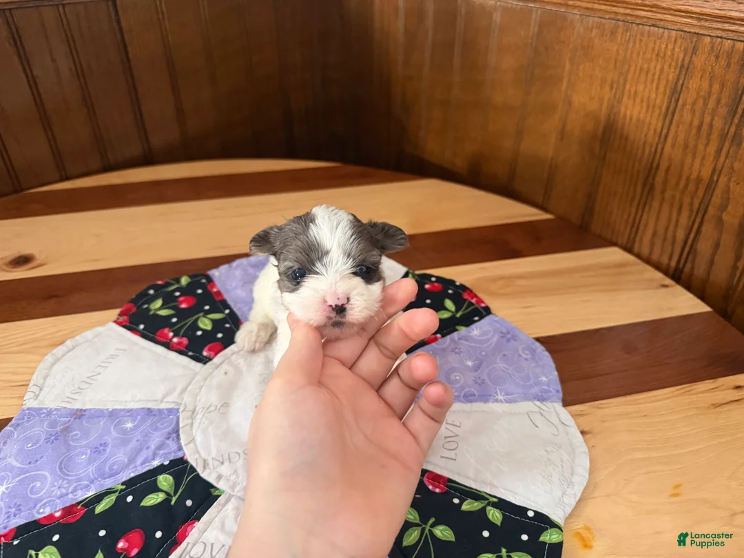 Yorkshire Terrier dogs for sale: Yorkshire Terrier Puppy 1 - Ad 11