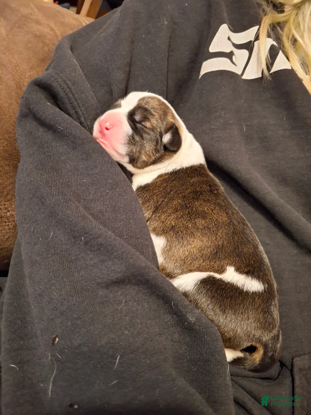 Mixed Breed dogs for sale: Mixed Breed Puppy 3 Sidney  - Ad 2