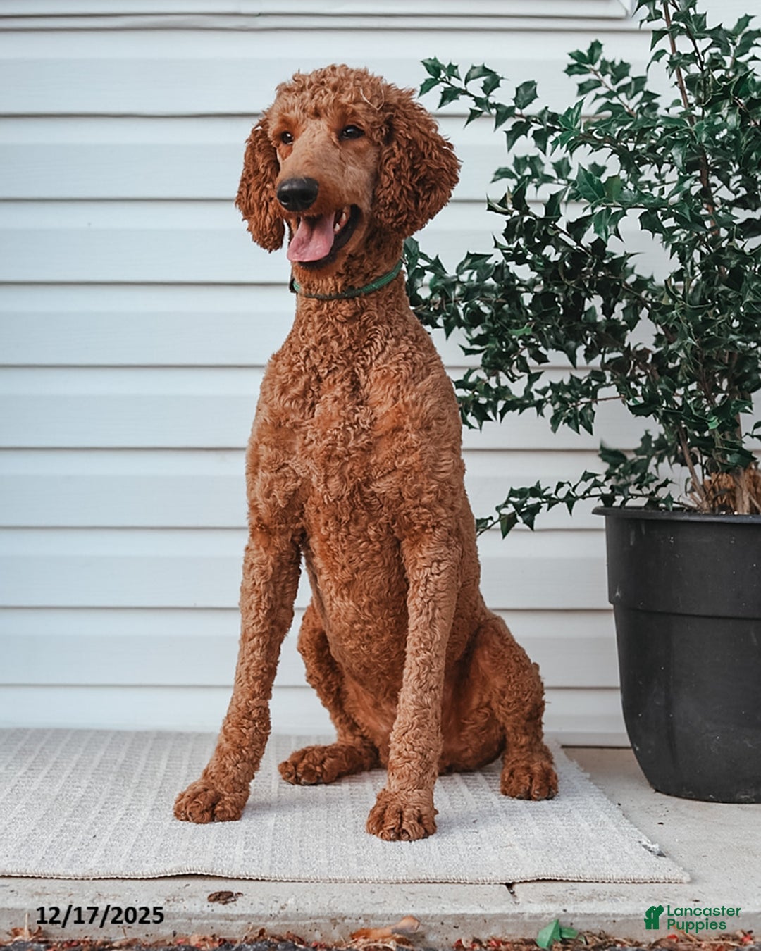 Standard Poodle dogs for sale: Dante - Ad 4