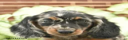 Miniature Dachshund dogs for sale: Cassie   - Ad 5