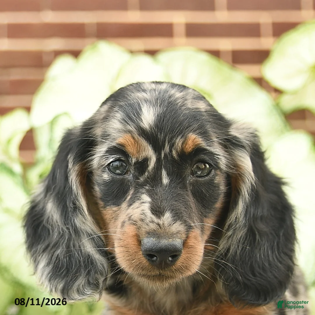 Miniature Dachshund dogs for sale: Cassie   - Ad 5