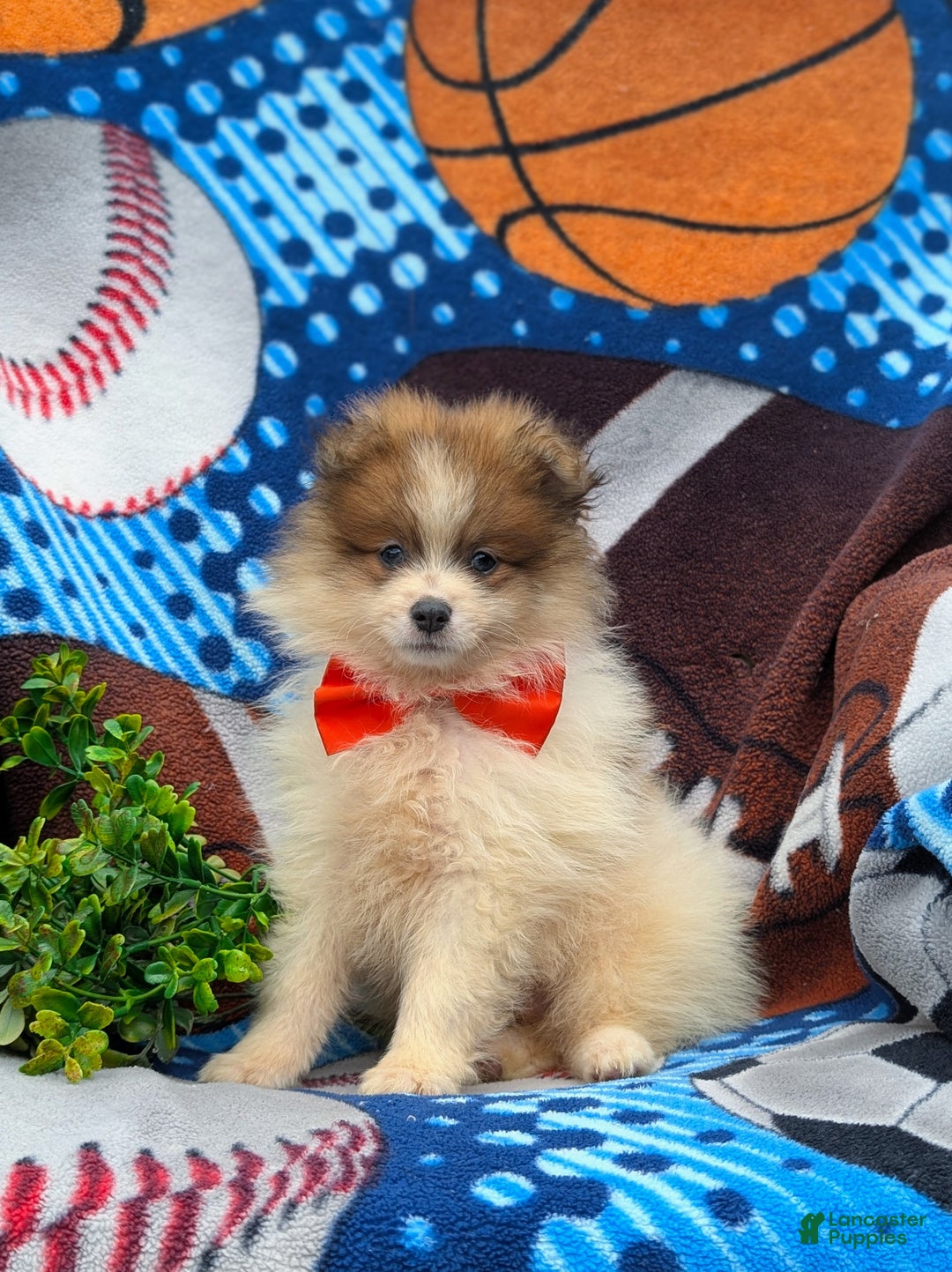 Pomeranian dogs for sale: Kent Genetic Testing - Ad 11