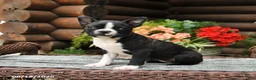 Boston Terrier dogs for sale: Maisie - Ad 1