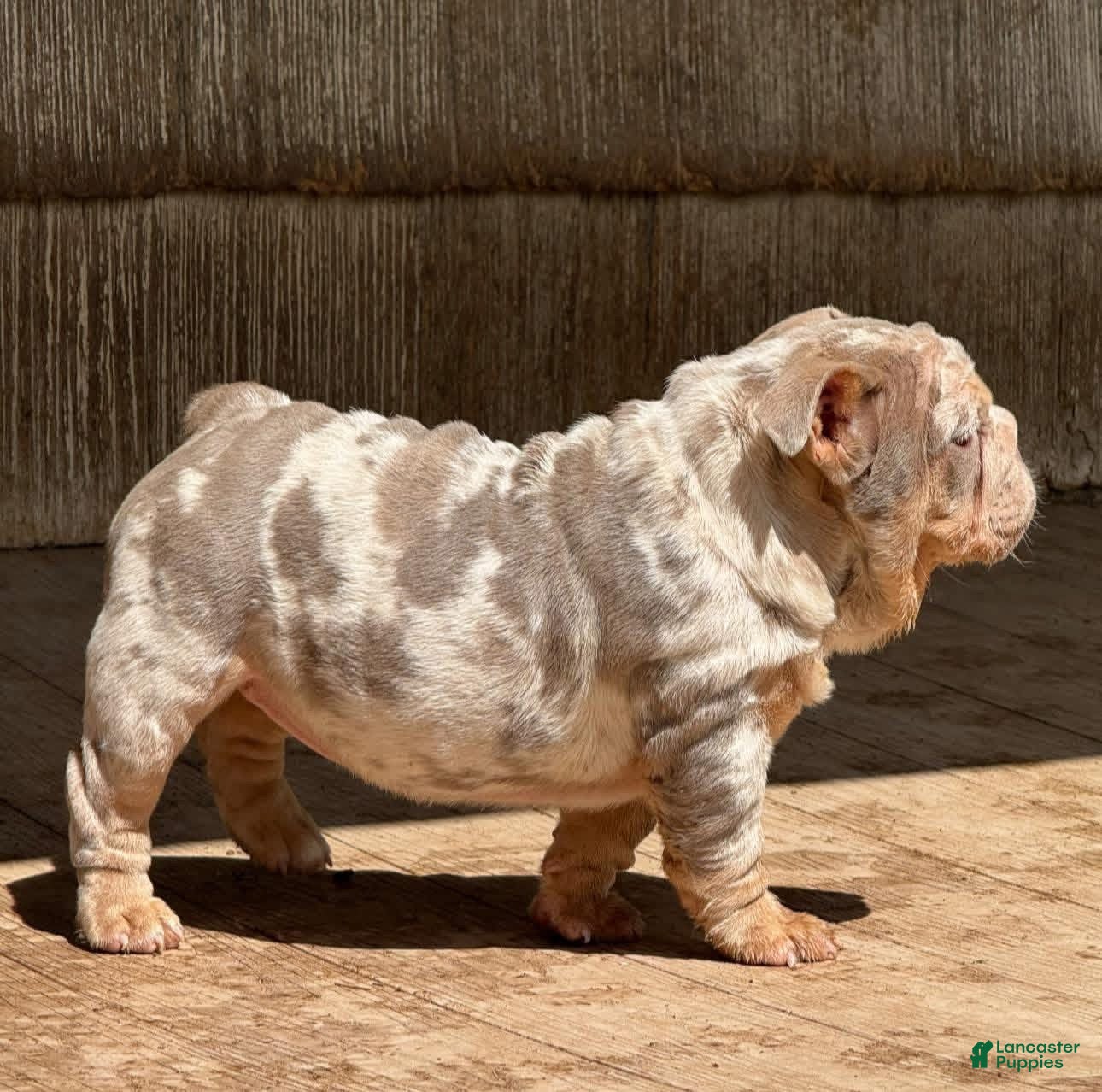 English Bulldog dogs Peach - Ad 1