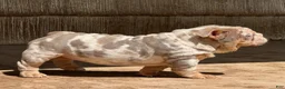 English Bulldog dogs for sale: Peach - Ad 1