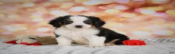Mini Bernedoodle dogs for sale: Misty - Ad 7