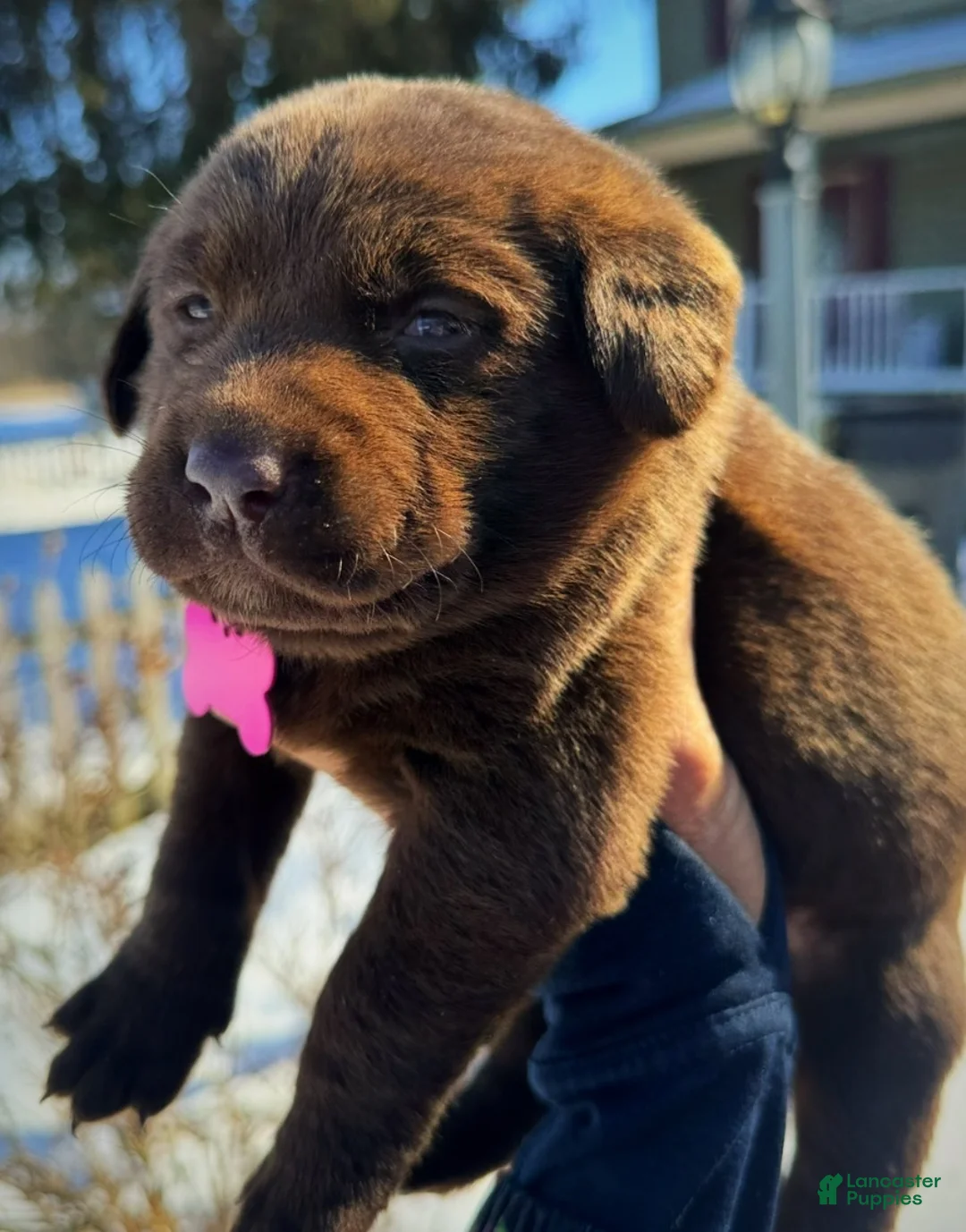Labrador Retriever dogs for sale: georgann  - Ad 5