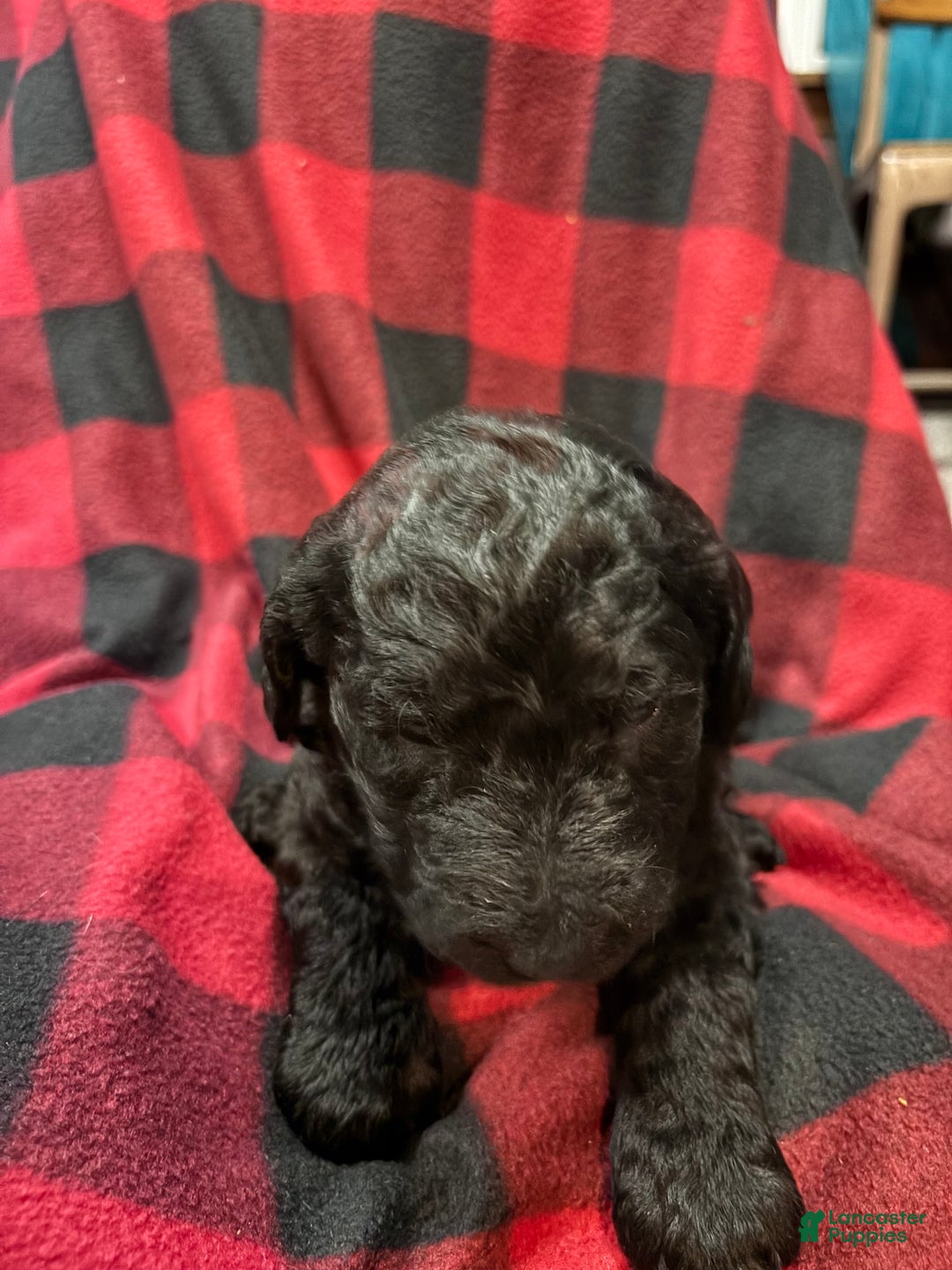 Labradoodle dogs for sale: Labradoodle Puppy 1 - Ad 1