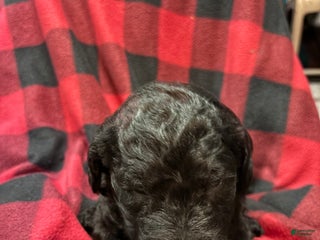 Labradoodle dogs Labradoodle Puppy 1 - Ad 5