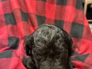 Labradoodle dogs Labradoodle Puppy 1 - Ad 20